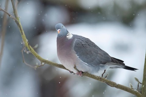 Wood pigeon (Columba palumbus) adult bird on a tree branch in a snow covered garden in winter,