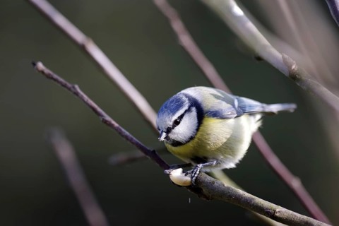 Blue tit (Cyanistes caeruleus), close-up, songbird, cute, bird feeder, winter, A blue tit sits on a
