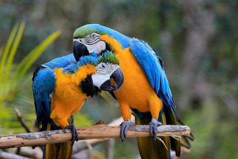 Yellow-breasted Macaw (Ara ararauna), adult, perch, pair, social behaviour, plumage care, South