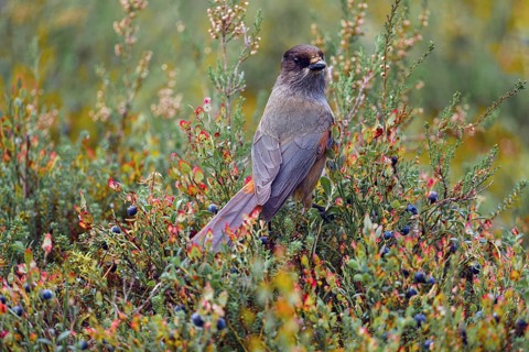 Unlucky jay (Perisoreus infaustus), among blueberries, back view, tail feathers spread out, autumn