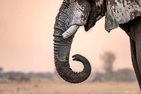 African elephant (Loxodonta africana), adult male, detail, trunk, at sunset, Nxai Pan National