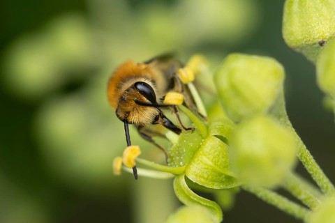 Ivy bee (Colletes hederae) adult insect feeding on an Ivy flower in summer, England, United