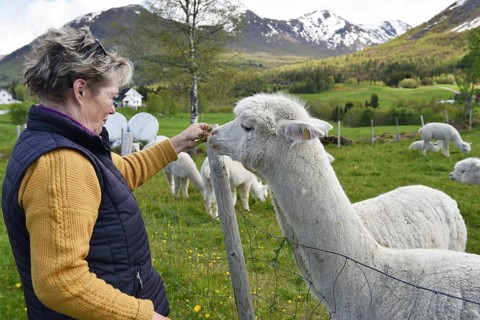 Woman, senior feeding an alpaca with dandelion, Norway, Europe