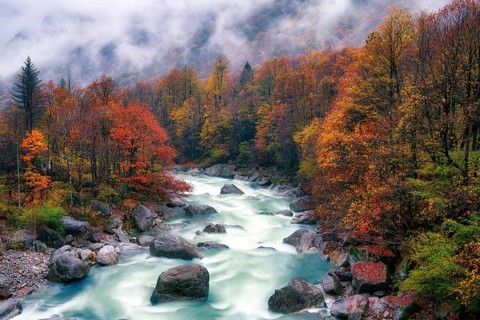 Verzasca river lined with autumn-coloured deciduous trees, rainy and foggy Verzasca valley, Canton