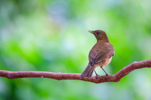 Yellow Thrush (Turdus grayi), Alajuela, Costa Rica, Central America