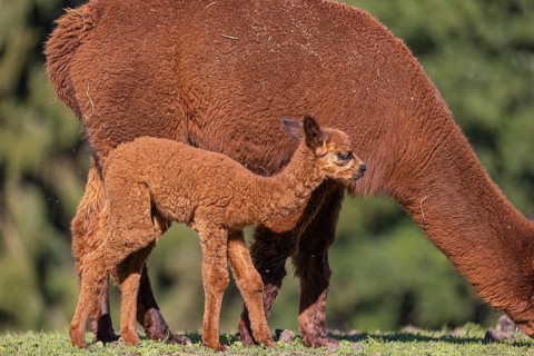Brown female Alpaca (Vicugna pacos) with her newborn standing in green grass, with a green forest