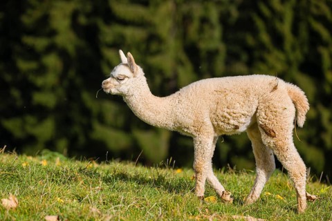One young white Alpaca (Vicugna pacos) stands on a green meadow . A forest is in the distant