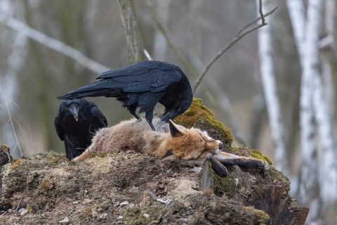 Two common raven (Corvus corax), fighting and feeding on the carcass of a red fox lying on stones