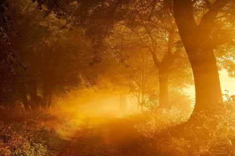 Field path through avenue in the first morning light, sunbeams in the morning mist, Freyburg