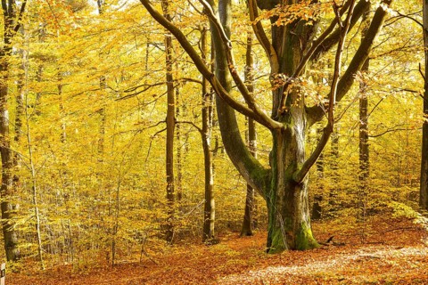 Old beech (Fagus) in autumnal deciduous forest near Groß Radisch, Hohendubrau, Saxony, Germany,