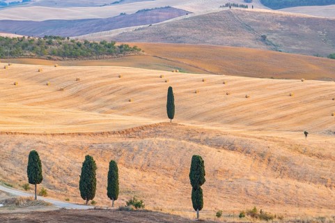 Typical Tuscan landscape in Val d'Orcia with hills, trees, fields, cypresses and farm road in