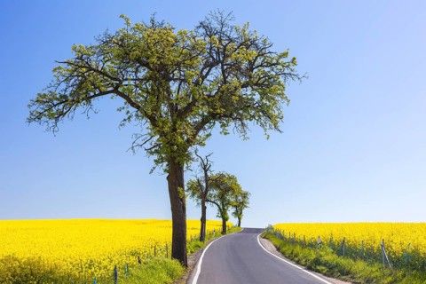 Small country road with fruit trees between flowering rape fields (Brassica napus) near Marsdorf,