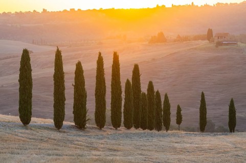 Cypress tres in a typical Tuscan landscape in Val d'Orcia with hills at sunrise in summer, Tuscany,