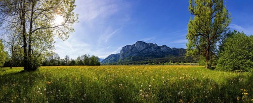Spring flower meadow with Drachenwand, Mondseeland, Salzkammergut, Upper Austria, Austria, Europe