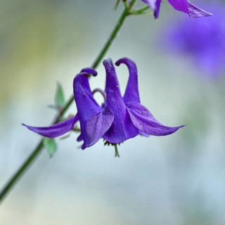 Columbine (Aquilegia vulgaris), blue flower at the edge of a forest, Wilnsdorf, North