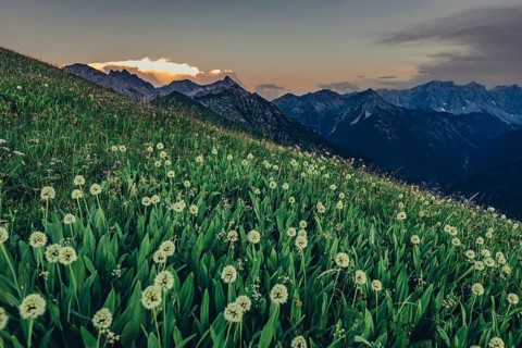 Hiking tour on the Hönig mountain in the Lechtal valley near Berwang in Tyrol, Austria, Europe
