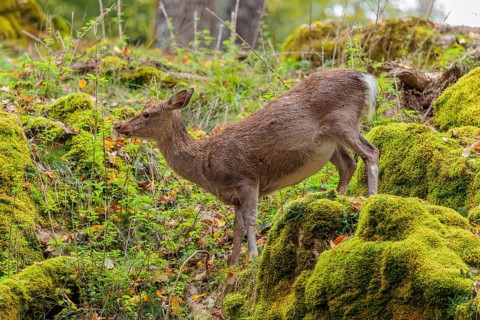 A female sika deer (Cervus nippon) stands on a meadow in hilly terrain at the edge of a forest and
