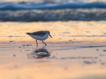 Sanderling (Calidris alba), foraging for food at low tide at the edge of the beach, the setting sun