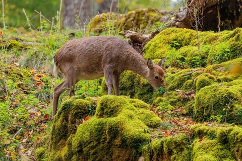 A female sika deer (Cervus nippon) stands on a meadow in hilly terrain at the edge of a forest and