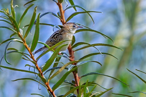 Zitting cisticola, streaked fantail warbler (Cisticola juncidis) perched in bush