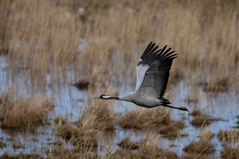 Common crane (Grus grus), Hornborga, Sweden, Europe