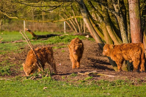 Three Highland calves (Bos primigenius) taurus) stand on a pasture