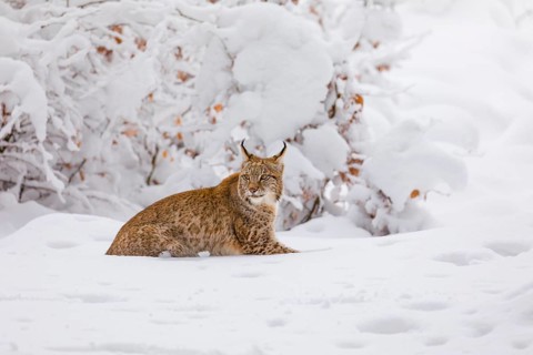One young male Eurasian lynx, (Lynx lynx), walking through deep snow covered undergrowth in a