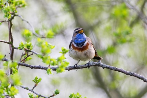 Bluethroat (Luscinia svecica cyanecula), adult male, singing and displaying in its breeding