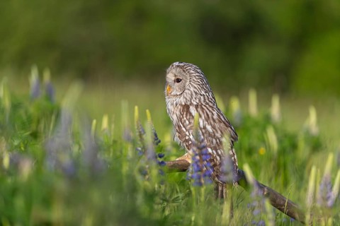 One Ural owl (Strix uralensis) sitting on a branch lying in a field of flowering lupines in late