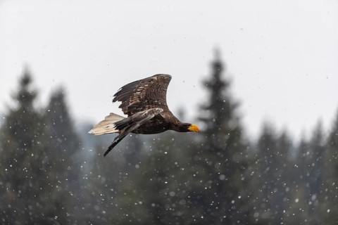 One young Steller's sea eagle (Haliaeetus pelagicus) flying over a lake while snow is falling. A