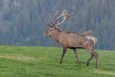 One Red Deer stag (Cervus elaphus) at the rutting season, walking over a meadow, calling. A forest