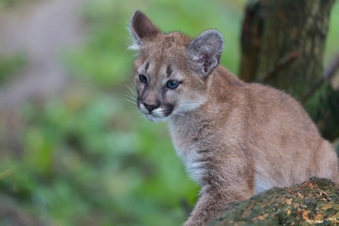One cougar kitten, Puma concolor, resting in a tree with some green vegetation in the background