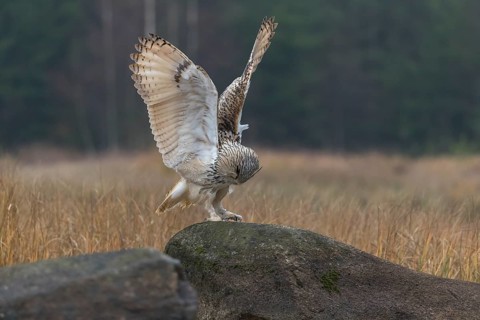One Siberian Eagle Owl (Bubo bubo sibiricus) landing on a rock between tall reed grass lakeshore on