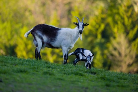 A female peacock goat (Capra aegagrus f. hircus) with her young is standing on a fresh green meadow