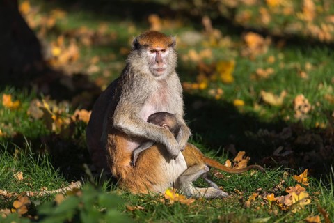 One female patas monkey (Erythrocebus patas)with her baby in late light on a green meadow