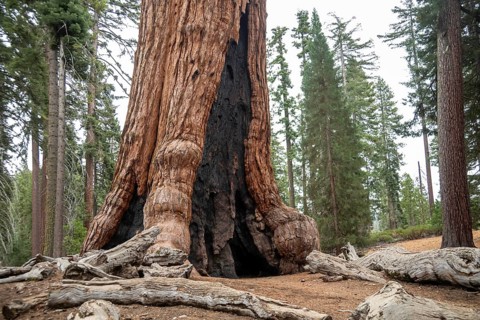Yosemite National Park, California - The The 'Grizzly Giant' in the Mariposa Grove of Giant