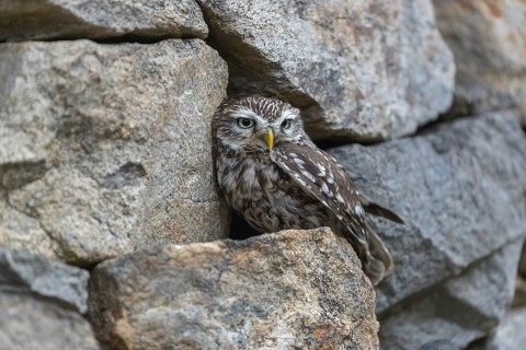 One little owl (Athene noctua) sitting on a stone inside the ruins of an ancient castle