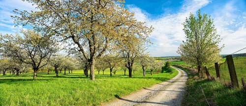 Field path through rural landscape in spring, blossoming cherry trees on orchard, Freyburg,