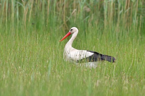 White stork (Ciconia ciconia) foraging in a marshy meadow, Wildlife, Lembruch, Ochsen Moor, Dümmer