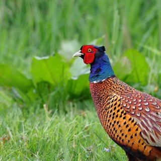 Pheasant, hunting pheasant (Phasianus colchicus), adult male bird in a meadow, animal portrait,