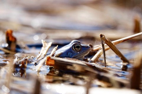 Male blue moor frog in the mating season, March, Saxony, Germany, Europe