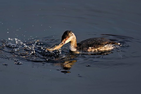 Slavonian grebe (Podiceps auritus), adult, in a white plumage, winter plumage, swimming with a fish