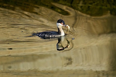 Slavonian grebe (Podiceps auritus), adult, in a white plumage, winter plumage, swimming with a fish