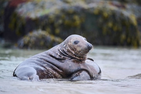 Grey seal (Halichoerus grypus) playing with each other in the water, sea, Düne, Helgoland,