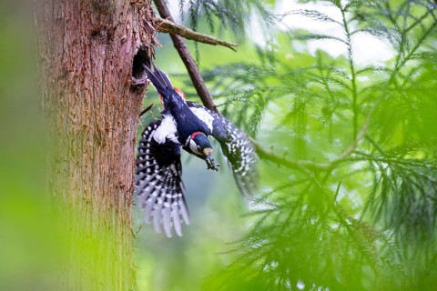 Great spotted woodpecker (Dendrocopos major), male flies out of the nesting cavity with droppings
