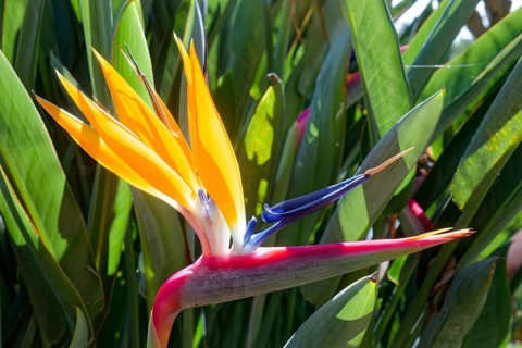 Strelizia or parrot flower (Strelitzia reginae), Botanical Garden, Jardim Botanico da Madeira,