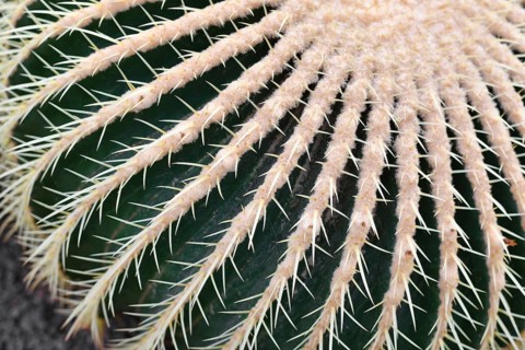 Close up of large 'Echinocactus Platyacanthus' giant barrel cactus with white spikes