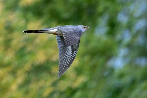 Common cuckoo (Cuculus canorus) adult male flying in forest in spring