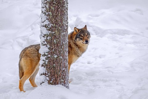 Solitary Eurasian wolf, European grey wolf (Canis lupus lupus) standing in deep snow behind spruce