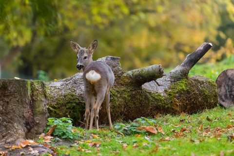 One young Roe Deer doe, (Capreolus capreolus), stands on a meadow in front of a fallen tree trunk.